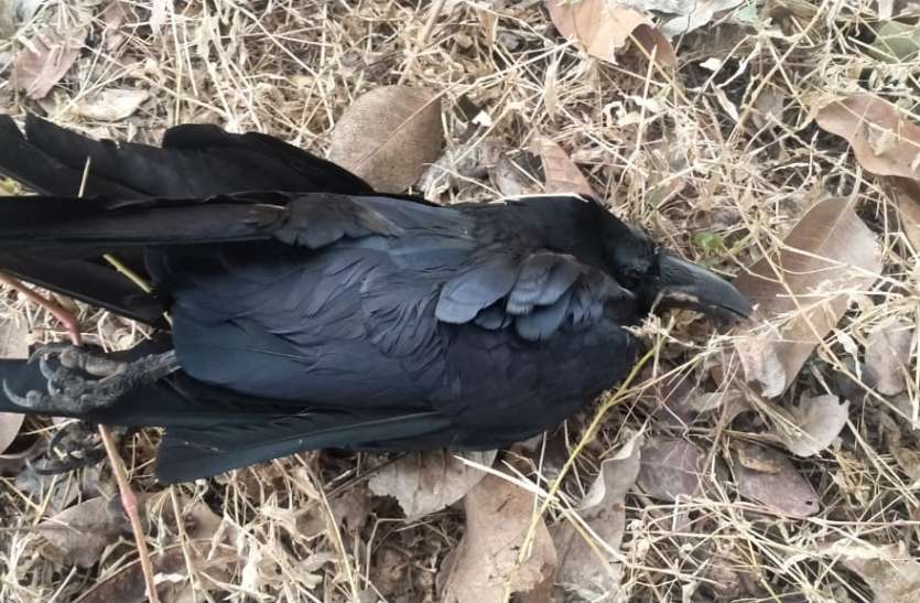 तीन और कौओं की संदिग्ध मौत तीन और कौओं की संदिग्ध मौत