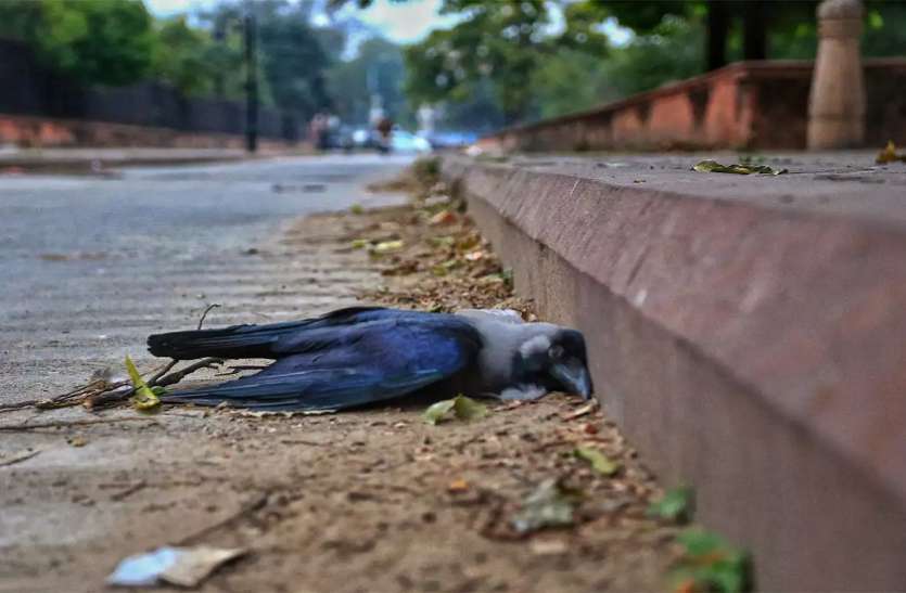 bird flu in India बर्ड फ्लू से मचा कोहराम, मर रहे हैं हजारों पक्षी, जानें इस वायरस से बचाव और इलाज