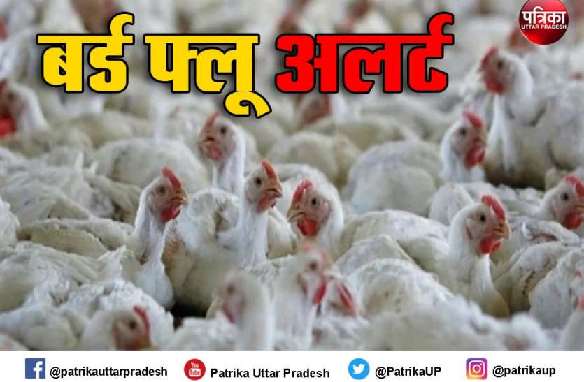 UP Top News : बर्ड फ्लू अलर्ट, पूरा यूपी 'नियंत्रित क्षेत्र' घोषित UP Top News : बर्ड फ्लू अलर्ट, पूरा यूपी 'नियंत्रित क्षेत्र' घोषित