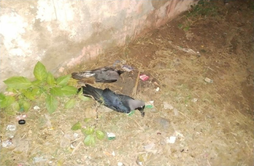 Bird Flu In Rajasthan 20 Dead Crows Found In Alwar District अलवर में भी बर्ड फ्लू की दस्तक 