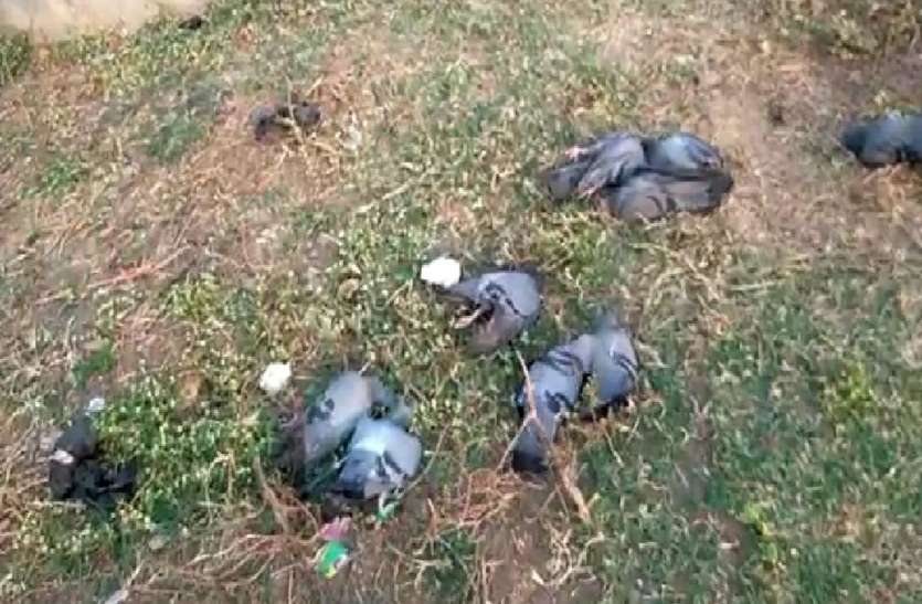 Bird flu पक्षियों की मौत न हुई, चंद्रकांता जैसी कहानी हो गई !