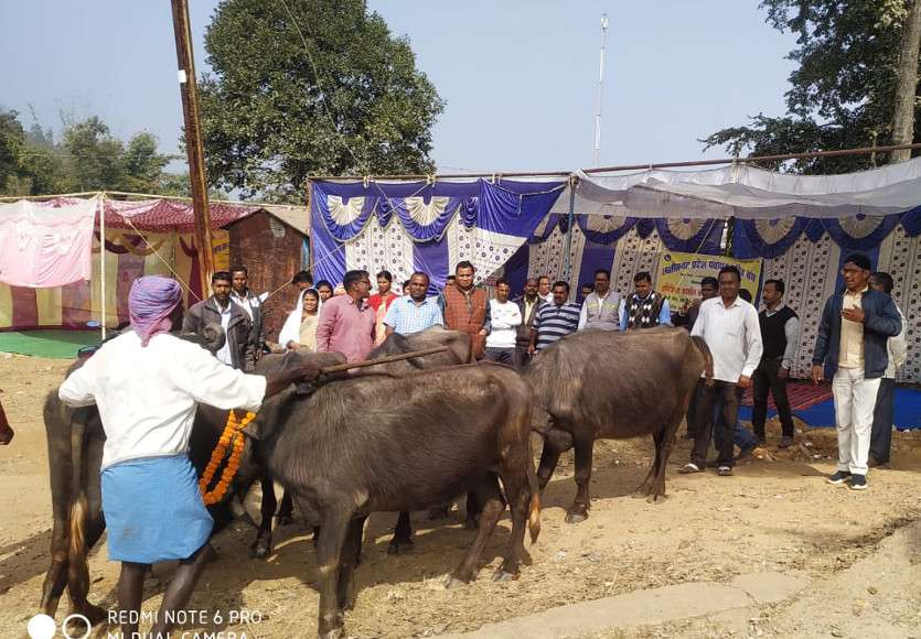 सरकार के खिलाफ अनोखा प्रदर्शन: धरना स्थल पर भैंसों को लाकर पंचायत सचिवों ने बजाया 'बीन'
