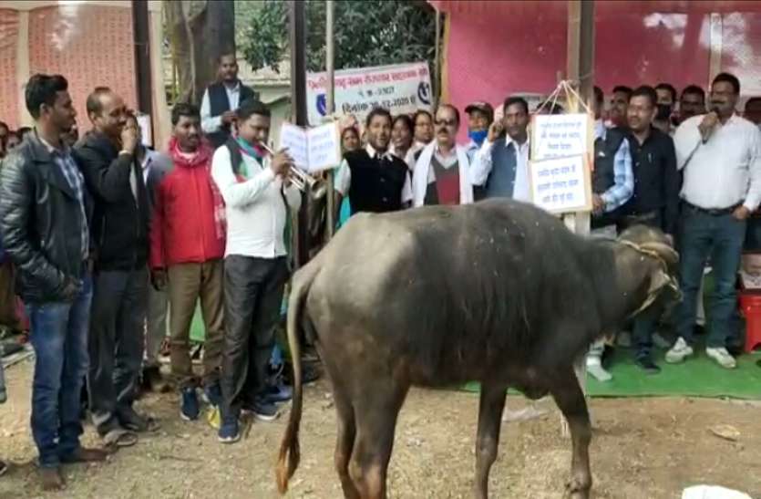 सरकार के खिलाफ अनोखा प्रदर्शन: धरना स्थल पर भैंसों को लाकर पंचायत सचिवों ने बजाया 'बीन' सरकार के खिलाफ अनोखा प्रदर्शन: धरना स्थल पर भैंसों को लाकर पंचायत सचिवों ने बजाया 'बीन'