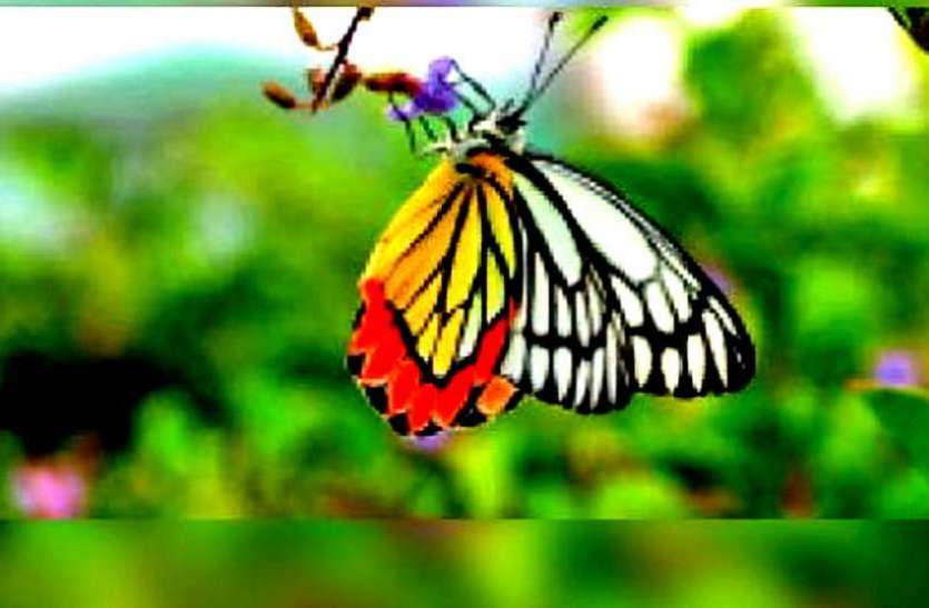butterfly_garden.jpg तितलियों की प्रजाति संरक्षित करने भोरमदेव में बनेगा बटरफ्लाई गार्डन