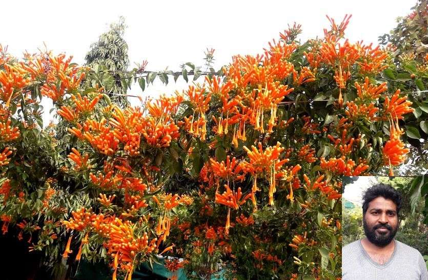 करौली में नर्सरी व्यवसाय को इस तरह से मिली नई पहचान करौली में नर्सरी व्यवसाय को इस तरह से मिली नई पहचान