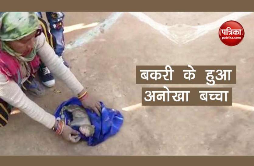 unique child बकरी ने दिया अनोखे बच्चे को जन्म, भगवान का अवतार मान लोग कर रहे है पूजा