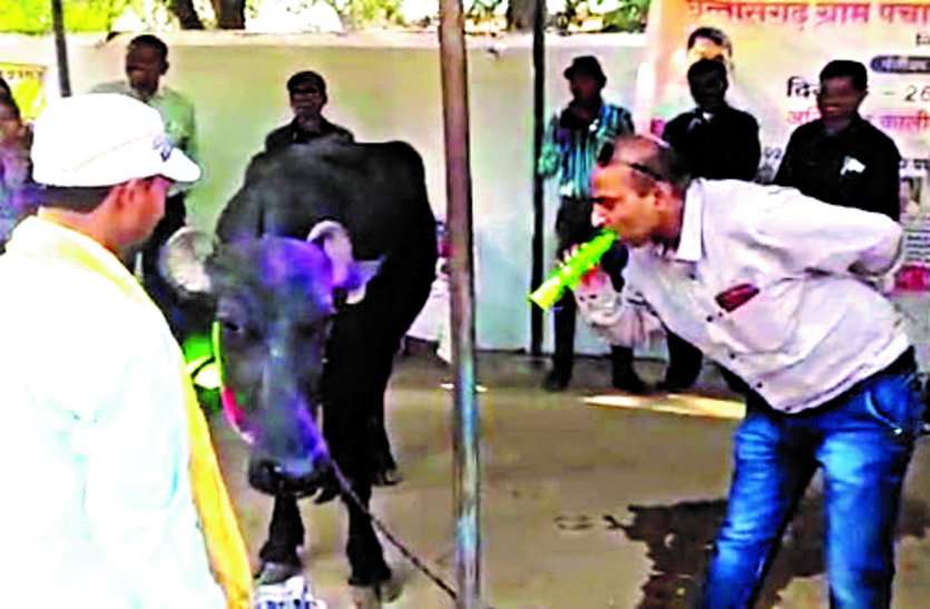 छत्तीसगढ़ सरकार की आंखें खोलने भैंस के आगे बीन बजाकर प्रदर्शन, रोजगार सहायकों ने किया सद्बुद्धि यज्ञ छत्तीसगढ़ सरकार की आंखें खोलने भैंस के आगे बीन बजाकर प्रदर्शन, रोजगार सहायकों ने किया सद्बुद्धि यज्ञ
