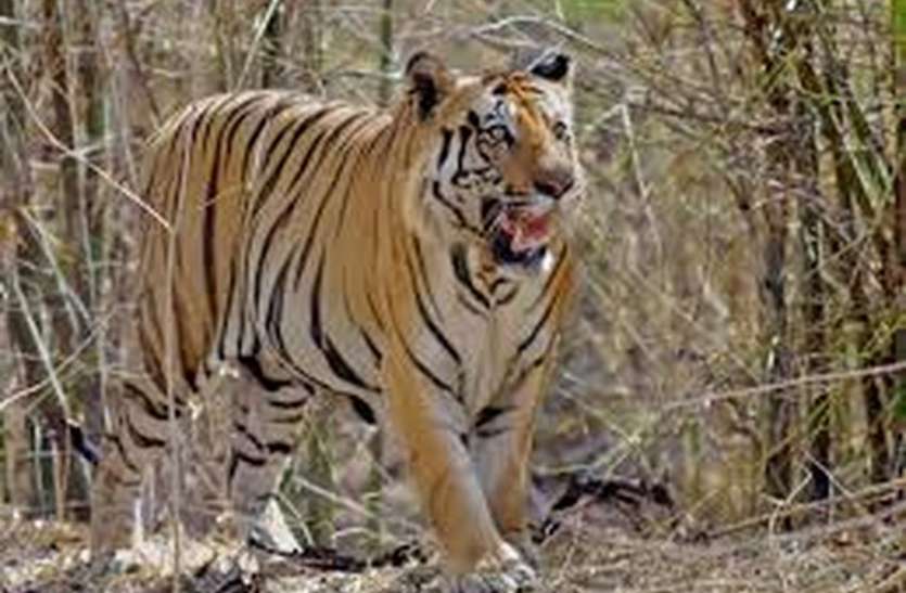 पश्चिम बंगाल वन विभाग रख रहा जंगल के राजा पर नजर पश्चिम बंगाल वन विभाग रख रहा जंगल के राजा पर नजर