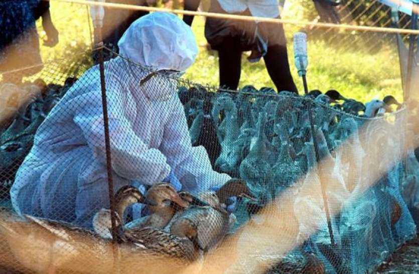 Bird Flu अब जंगलों में फैला Bird Flu, कई प्रजातियों पर मंडराया खतरा