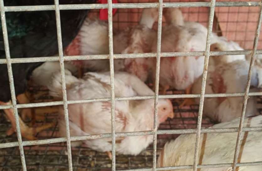Appeal of deputy director to deal with bird flu, cock foster is vigila बर्ड फ्लू से निपटने उपसंचालक की अपील, मुर्गा पालक बर्ड फ्लू के प्रति रहे सजग, जिले में 10 हजार से अधिक पालक