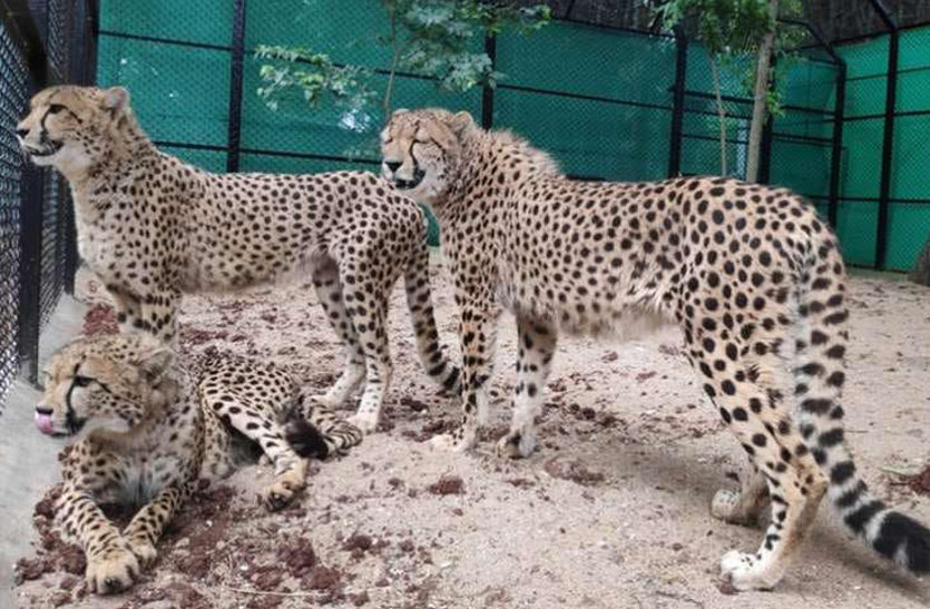 Cheetah Will Be Coming Soon In Mukundra Hills National Park Rajasthan र जस थ न म जल द ह द ख ई द ग च त क रफ त र म क दर बन ग च त क ल ए वरद न Patrika News