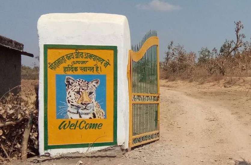 Wild Boar Hunted In Sitamata Sanctuary