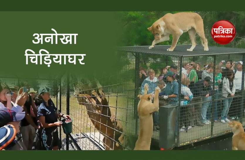 unique zoo दुनिया का सबसे खतरनाक चिड़ियाघर, इंसानों के ऊपर चढ़ जाते है शेर
