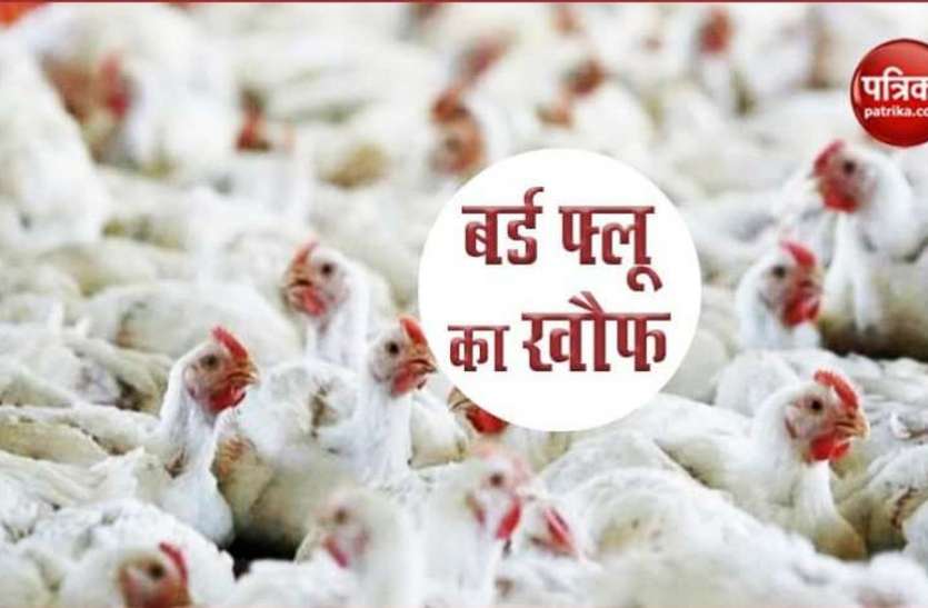 बर्ड फ्लू की आशंका के चलते पक्षी गणना स्थगित बर्ड फ्लू की आशंका के चलते पक्षी गणना स्थगित