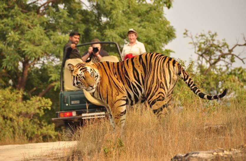 ffrh.jpg अब MP में आएगा अफ्रीकी चीता, शुरू होगी नाइट जंगल सफारी