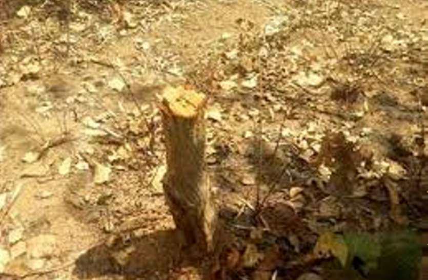जंगल कट रहे जंगल ठूंठ में तब्दील हो रहे पेड़