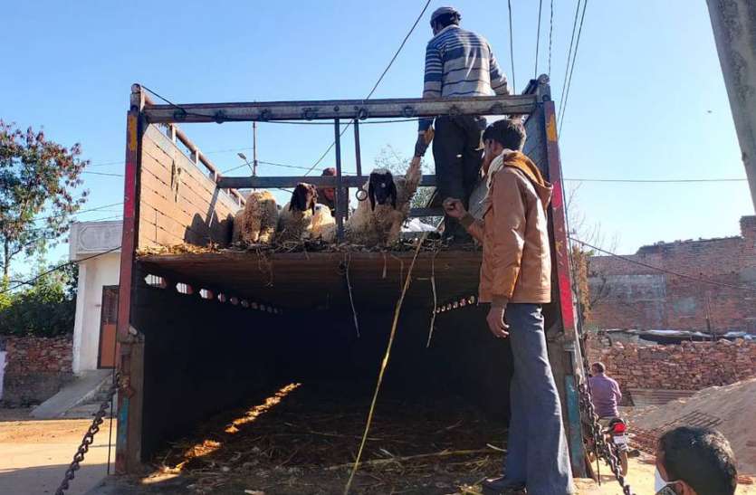प्रतापगढ़ पुलिस ने भेड़-बकरियों से भरे 13 ट्रक पकड़े प्रतापगढ़ पुलिस ने भेड़-बकरियों से भरे 13 ट्रक पकड़े