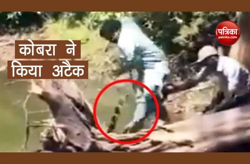 cobra कोबरा को पकड़ने गया था एक्सपर्ट, अचानक कर दिया अटैक, देखें डरावना वीडियो