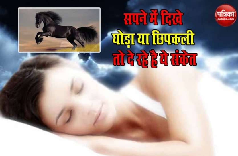 HORSE in dream सपने में दिखे घोड़ा या छिपकली तो दे रहे है ये संकेत, आने वाले भविष्य के लिए कर रहे है आगाह