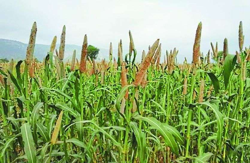 APEDA making efforts to prepare action plan to boost millet exports किसानों के लिए जरूरी खबर! मोटे अनाज के एक्सपोर्ट को लेकर सरकार ने उठाया बड़ा कदम