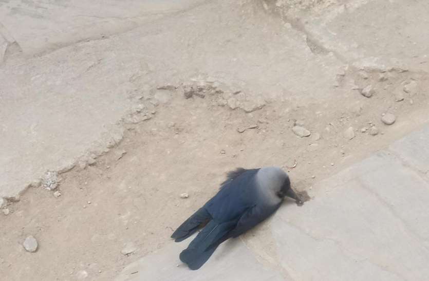 बर्ड फ्लू से तीन कौए व कबूतर की मौत बर्ड फ्लू से तीन कौए व कबूतर की मौत