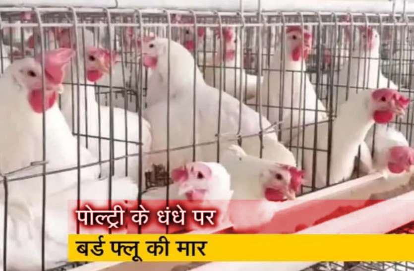 bird-flu.jpg बर्ड फ्लू इफेक्टः चिकन बाजार को लगा तगड़ा झटका, मछली बाजार में लगी भीड़, दोगुने हुए दाम