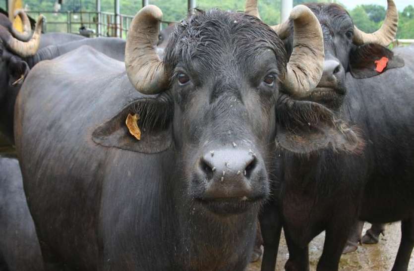 buffalo_theft_gang.jpg भैंस चोरी कर रहे 6 लोगों को ग्रामीणों ने पीटा, एक मौत, पांच घायल, दो दर्जन संदेही गिरफ्तार