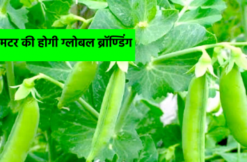 जापान और सिंगापुर में बढ़ी यहां के मटर की मांग, अब जबलपुर की मटर की होगी ग्लोबल ब्रॉण्डिंग जापान और सिंगापुर में बढ़ी यहां के मटर की मांग, अब जबलपुर की मटर की होगी ग्लोबल ब्रॉण्डिंग
