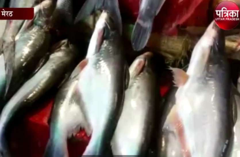 Now lobsters will also be reared in ponds अब तालाबों में भी पाली जाएंगी झींगा मछली