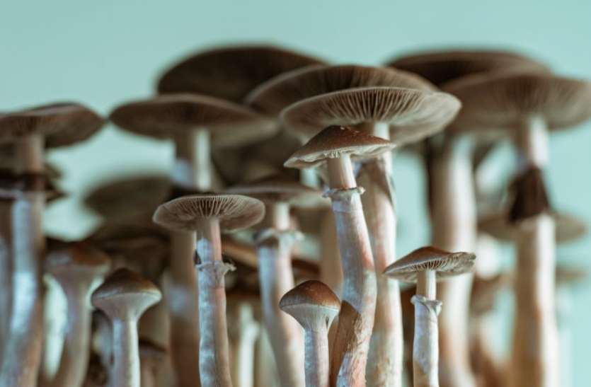 mushroom.jpg 30 वर्षीय शख्स के शरीर में उग आए मशरूम, बाल-बाल बची जान