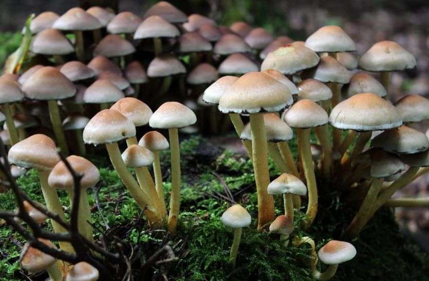 डॉक्टर बोले, रोज खाओ मशरूम, शख्स ने किया कुछ ऐसा कि नसों में उग गए मशरूम डॉक्टर बोले, रोज खाओ मशरूम, शख्स ने किया कुछ ऐसा कि नसों में उग गए मशरूम