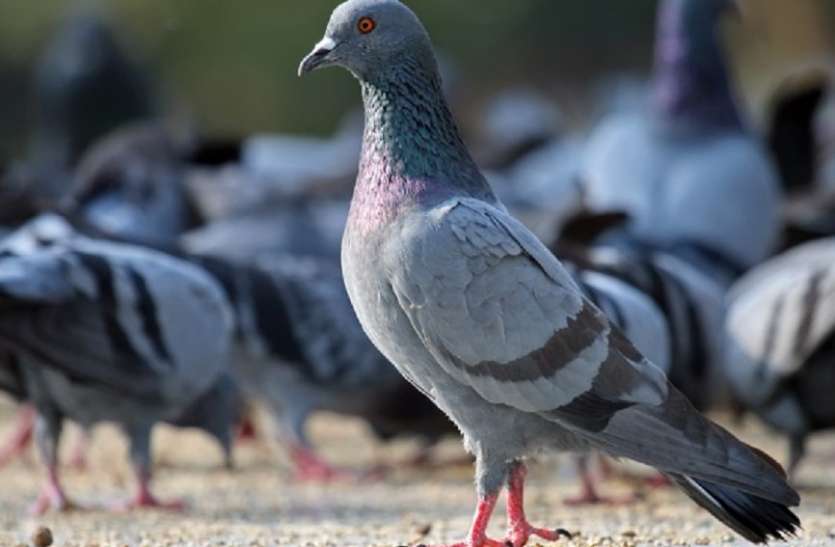 Death of two crows again फिर दो कौओ की हुई मौत, अब तक 27 पक्षियों की हुई मौत