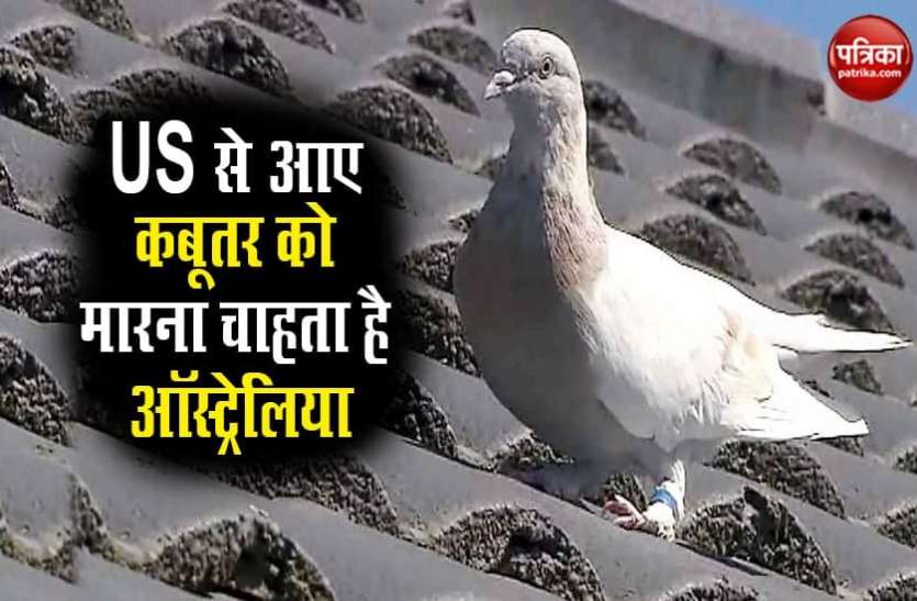 Australia enemy of pigeon's life US से उड़कर आए सफेद कबूतर की जान का दुश्मन बना ऑस्ट्रेलिया, सता रहा है इस बात का डर
