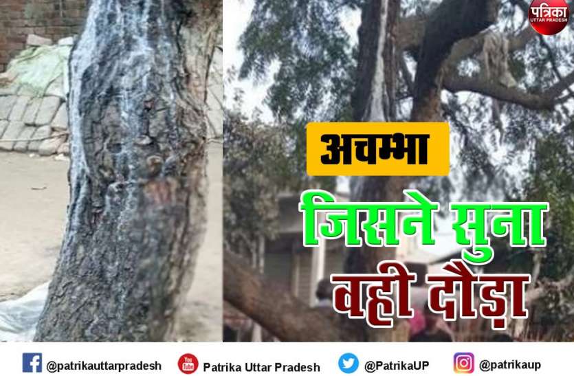 sitapur.jpg नीम के पेड़ से लगातार बह रहा सफेद दूध, चौंके ग्रामीण कर रहे पूजा अर्चना