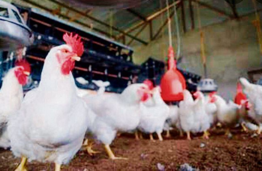 bird flu Bird flu : पके चिकन और अंडे से डरने की जरूरत नहीं, केंद्र ने राज्यों से प्रतिबंध हटाने की अपील की