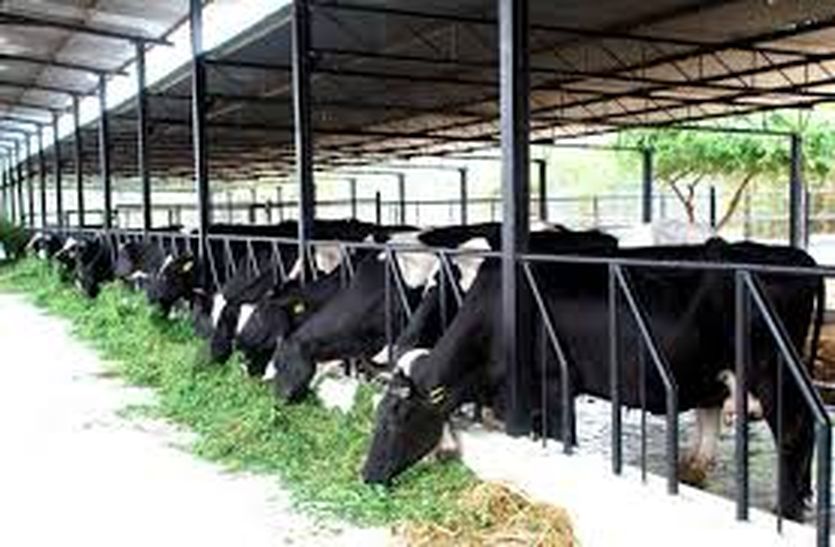 dairy farming 