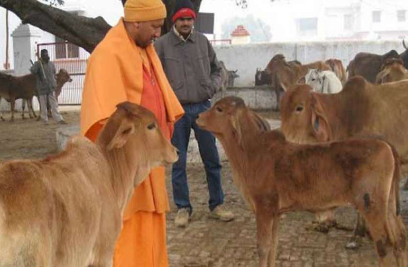 gauraksha यूपी के 16 जिलों में बनेंगे 20 गो संरक्षण केंद्र, 12 करोड़ का बजट जारी