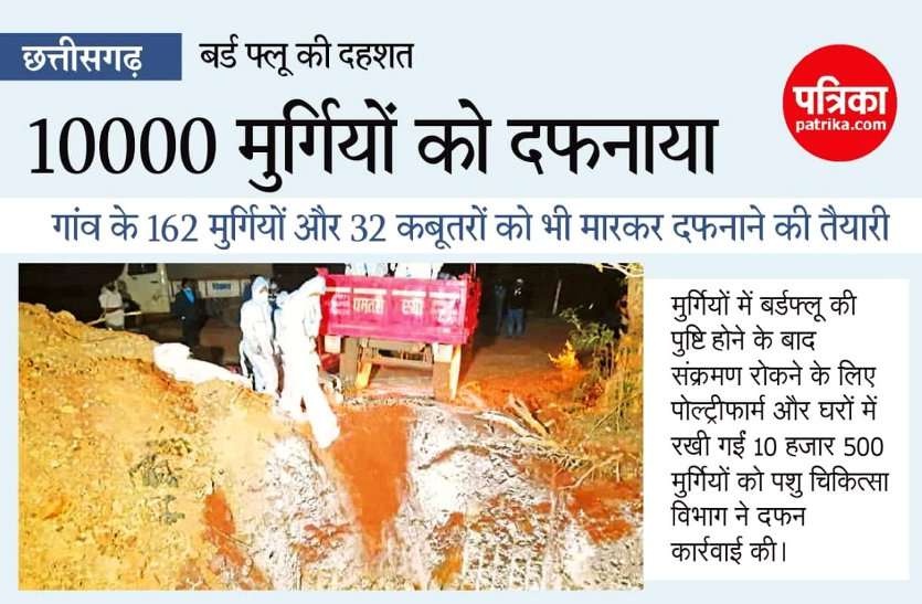 छत्तीसगढ़ में बर्ड फ्लू का कहर, बालोद के गिधाली में साढ़े 10 हजार मुर्गियों को मारकर दफनाया, सरकार देगी मुआवजा छत्तीसगढ़ में बर्ड फ्लू का कहर, बालोद के गिधाली में साढ़े 10 हजार मुर्गियों को मारकर दफनाया, सरकार देगी मुआवजा