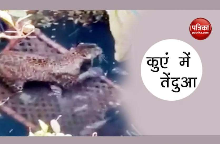 leopard कुंए में गिर गया तेंदुआ, रेस्क्यू टीम ने जेसीबी से ऐसे बचाई जान
