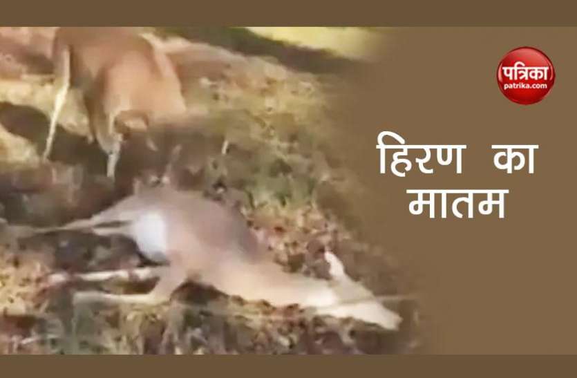 deer हिरणी की मौत के गम में डूबा हिरण, वीडियो देख आपकी आंखे भी हो जाएंगी नम