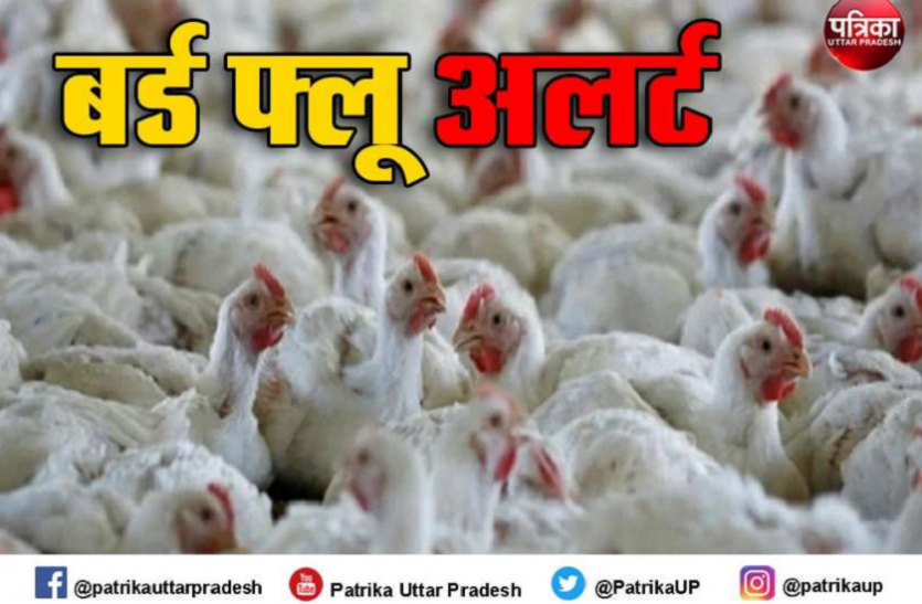 untitled_3.png Corona के बाद अब देश में Bird Flu की मार, जानिए गाजीपुर मंडी में 5 दिन के भीतर कितना नुकसान?