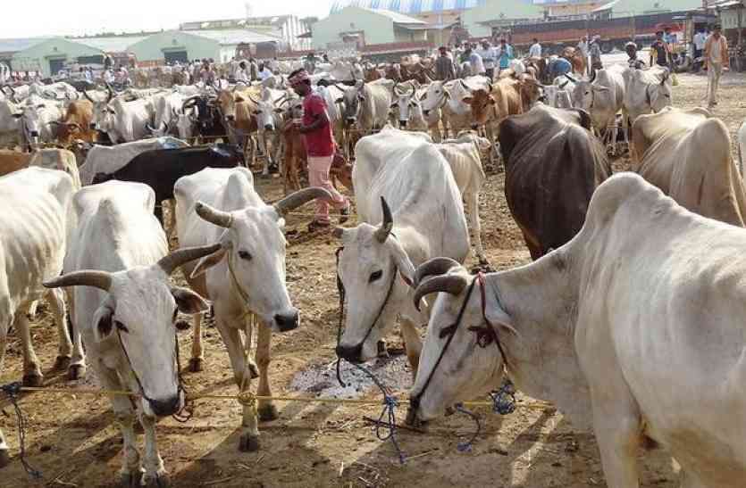 How to take care of animals in winter, animal husbandry scientist issued advisory यूं करें सर्दियों में पशुओं की देखभाल ,पशुपालन वैज्ञानिक ने जारी की एडवाइजरी