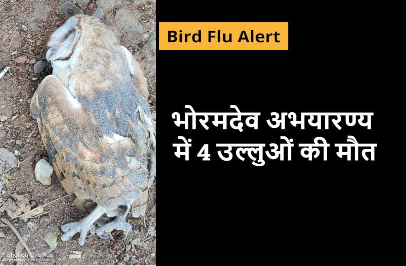 bird_flu_alert.jpg Bitrd Flu Alert: भोरमदेव अभयारण्य में 3 दिन में 4 उल्लुओं की मौत से हड़कंप, सैंपल भेजे भोपाल
