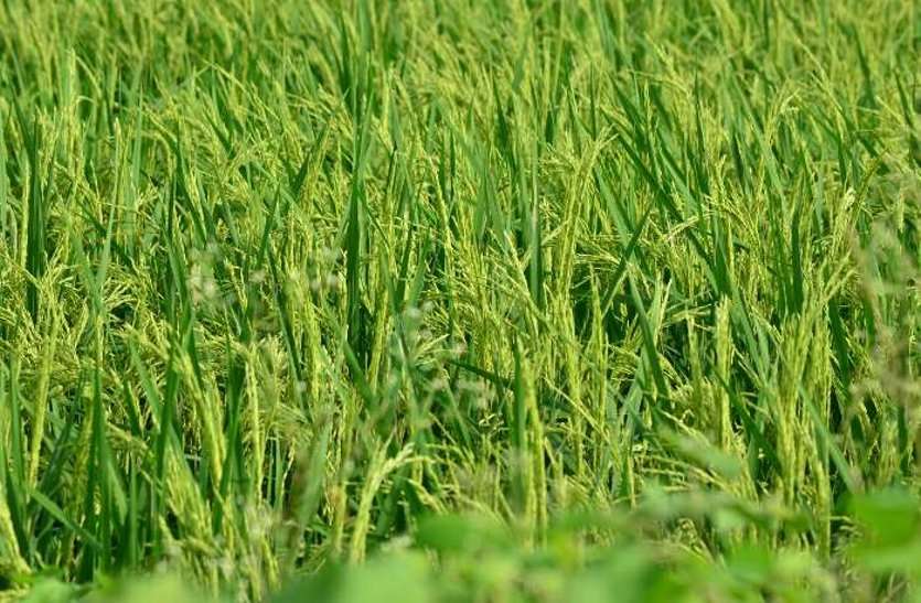 पांच साल में 10 हजार हेक्टेयर बढ़ा बासमती का रकबा, जीआई टेग मिलने से होगा फायदा पांच साल में 10 हजार हेक्टेयर बढ़ा बासमती का रकबा, जीआई टेग मिलने से होगा फायदा