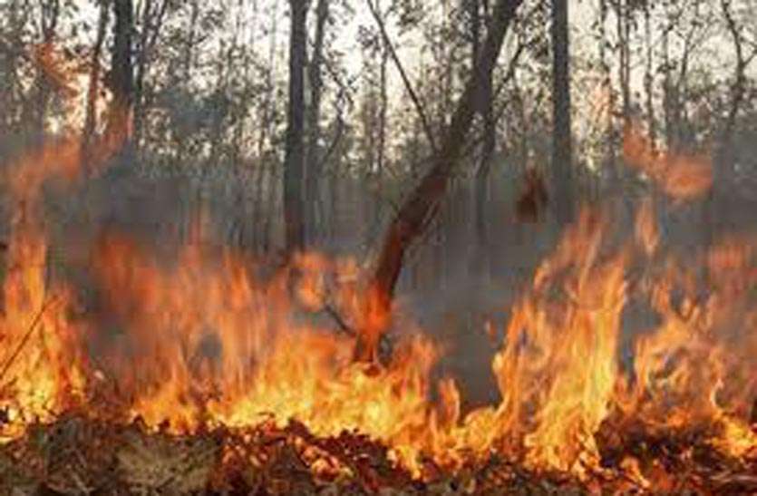 पहाड़ में लगी आग, सैंकड़ों हैक्टेयर में वनस्पति जलकर हुई राख पहाड़ में लगी आग, सैंकड़ों हैक्टेयर में वनस्पति जलकर हुई राख