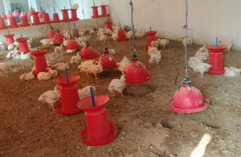 District's dairy, chicken shop and poultry farm will be registered जिले की डेयरी, चिकन शॉप और पोल्ट्री फार्म का होगा पंजीयन
