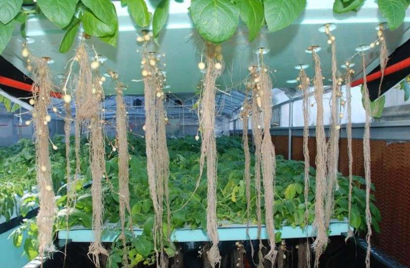 Aeroponic Farming अब ज़मीन में नहीं हवा में उगेंगे आलू, 10 गुना ज्यादा होगी पैदावार! जानिए क्या है ये तकनीकि