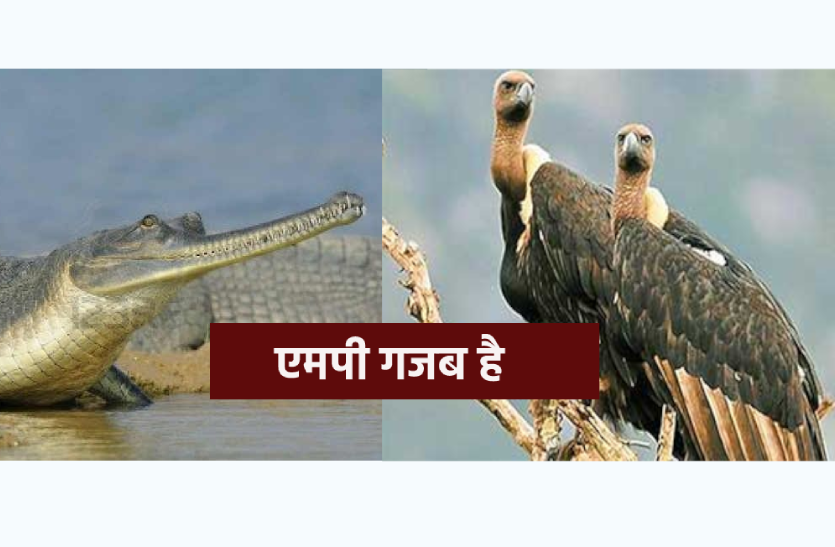 mp.png एमपी गजब है: घड़ियाल और गिद्ध स्टेट भी बनेगा मध्यप्रदेश, देश में सबसे ज्यादा है इनकी संख्या