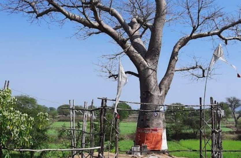 Our heritage: Rare kalpa tree is hundreds of years old at Seoni Sangam हमारी विरासत: नर्मदा तट के सिवनी संगम पर सैकड़ो वर्ष पुरानी है दुर्लभ कल्प तरू