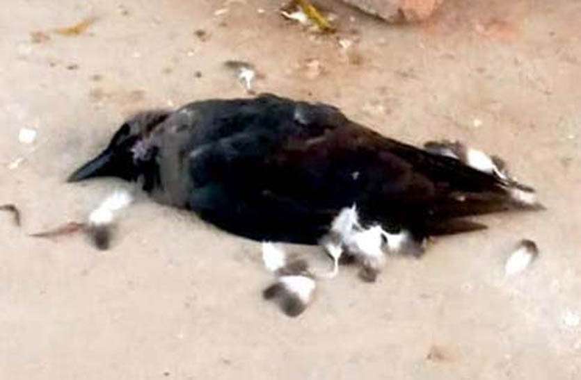 अब तक 5912 पक्षियों की मौत अब तक 5912 पक्षियों की मौत
